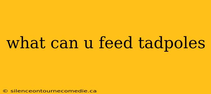 what can u feed tadpoles