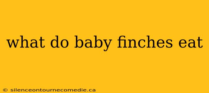 what do baby finches eat