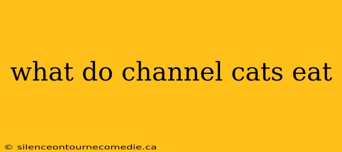 what do channel cats eat