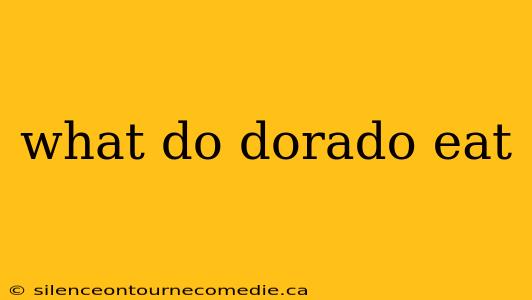 what do dorado eat
