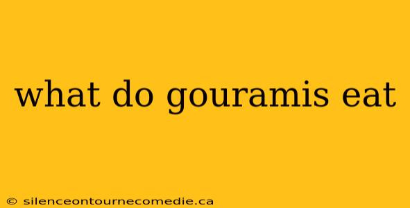 what do gouramis eat