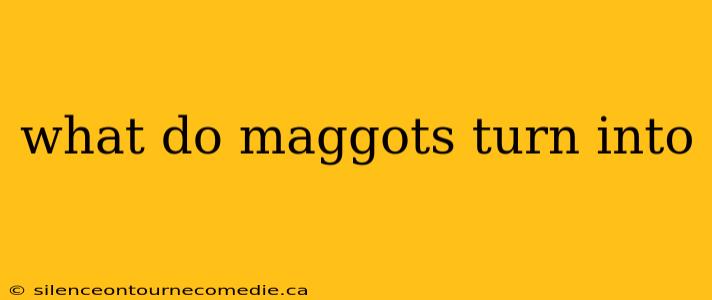 what do maggots turn into