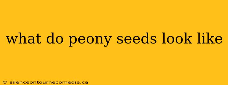 what do peony seeds look like