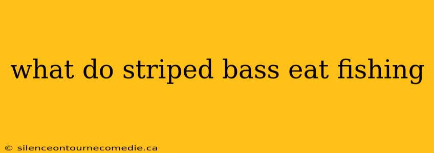 what do striped bass eat fishing
