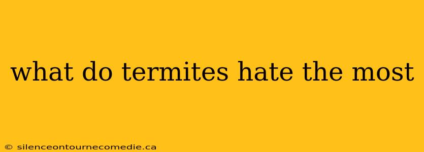 what do termites hate the most