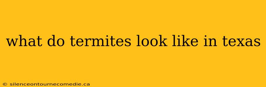 what do termites look like in texas