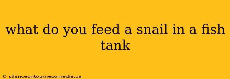 what do you feed a snail in a fish tank