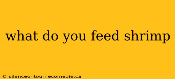 what do you feed shrimp