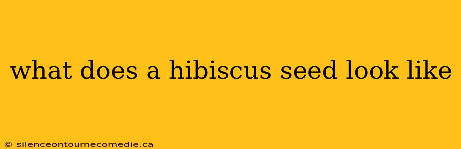 what does a hibiscus seed look like