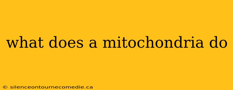 what does a mitochondria do