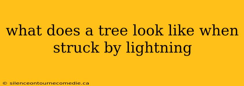 what does a tree look like when struck by lightning