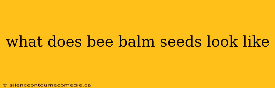 what does bee balm seeds look like