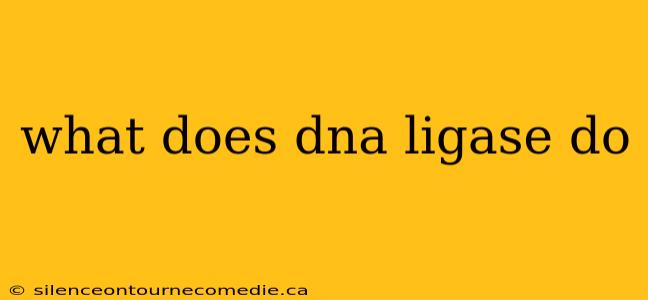 what does dna ligase do