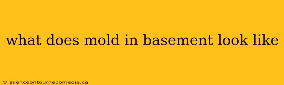 what does mold in basement look like