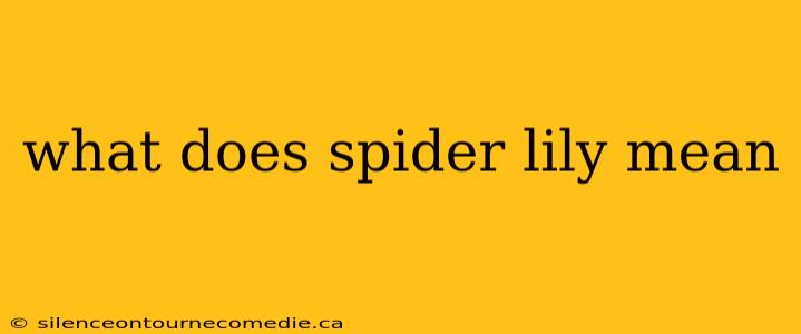 what does spider lily mean