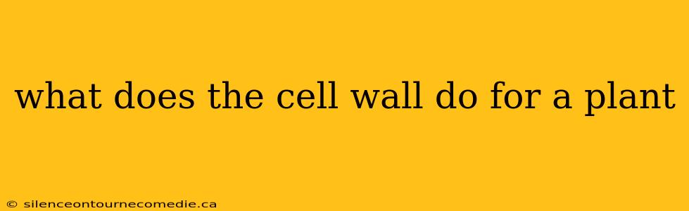 what does the cell wall do for a plant