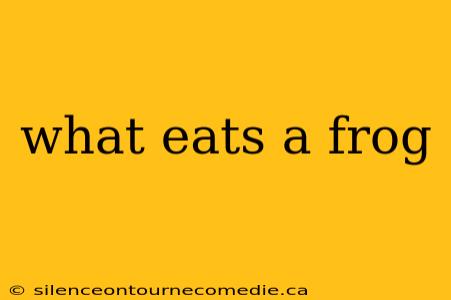 what eats a frog