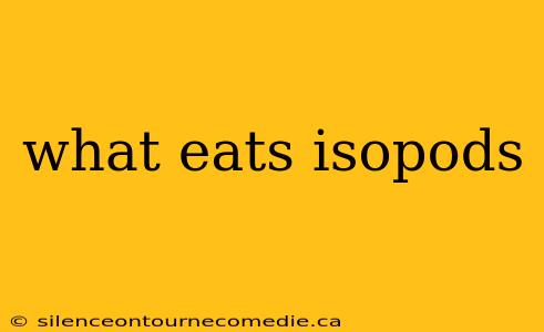 what eats isopods
