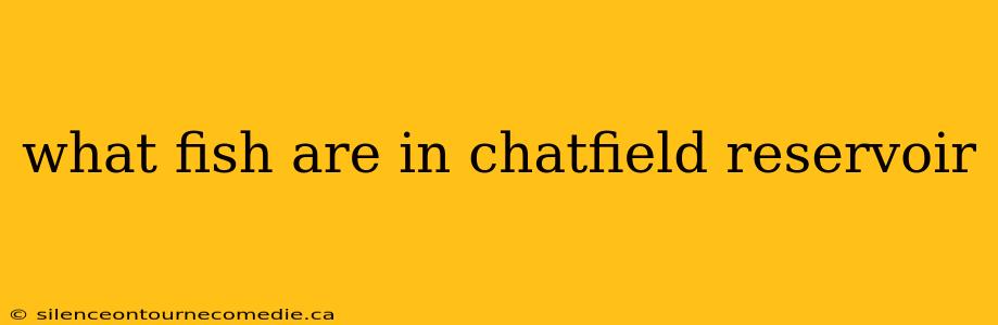 what fish are in chatfield reservoir