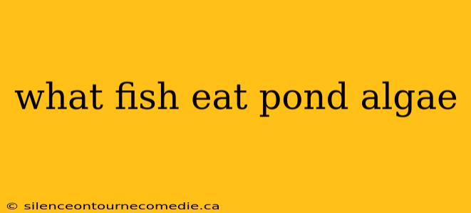 what fish eat pond algae