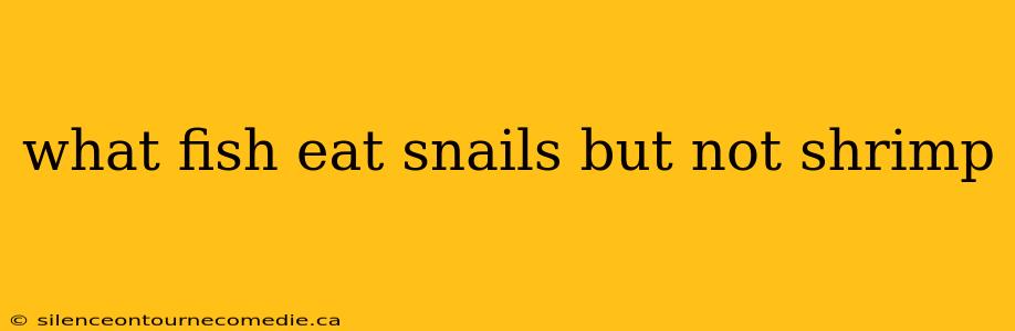 what fish eat snails but not shrimp