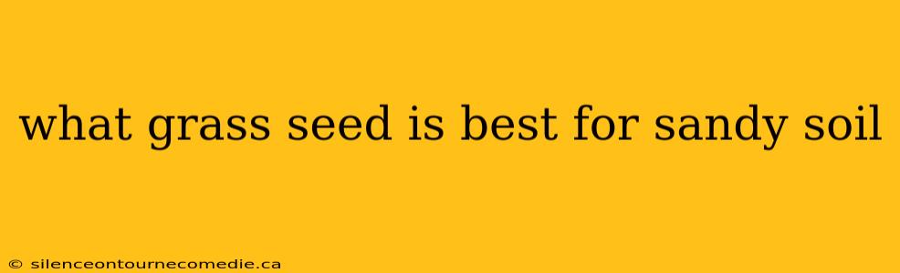 what grass seed is best for sandy soil