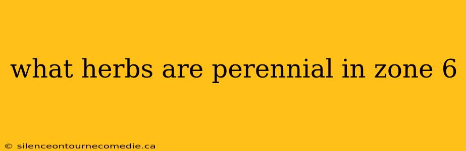 what herbs are perennial in zone 6