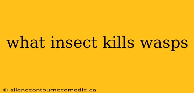 what insect kills wasps