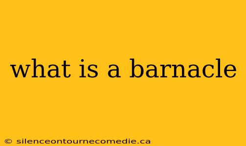 what is a barnacle