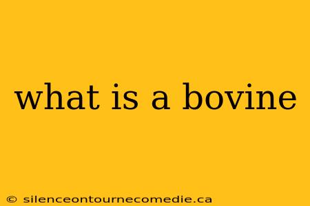 what is a bovine