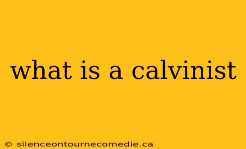 what is a calvinist