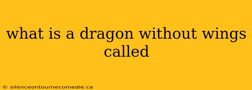 what is a dragon without wings called