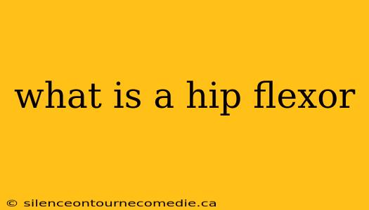 what is a hip flexor
