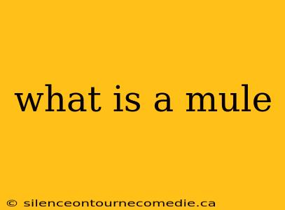what is a mule