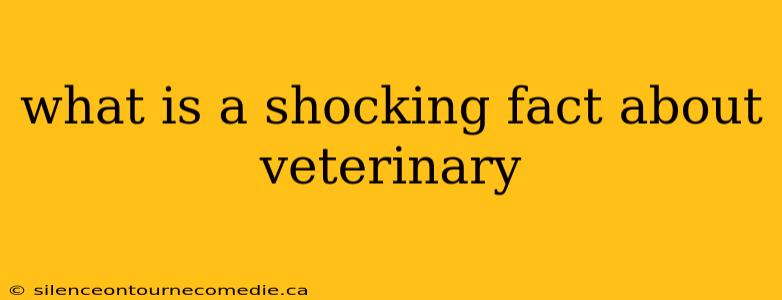 what is a shocking fact about veterinary