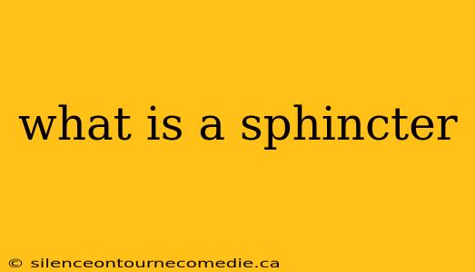what is a sphincter