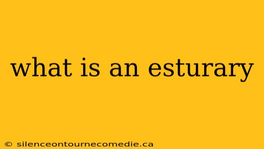 what is an esturary