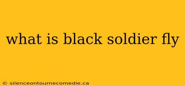 what is black soldier fly