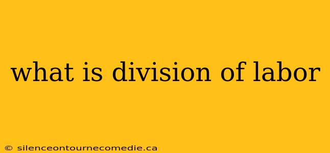 what is division of labor