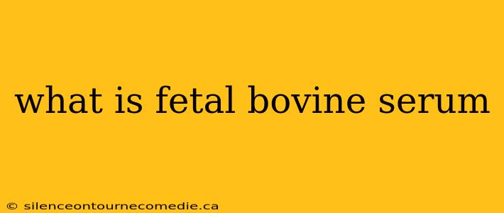what is fetal bovine serum