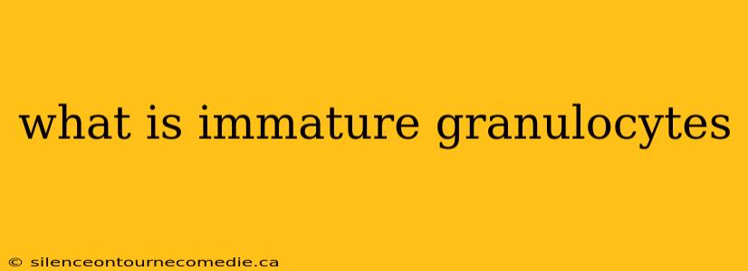 what is immature granulocytes