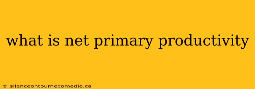 what is net primary productivity