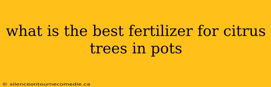 what is the best fertilizer for citrus trees in pots