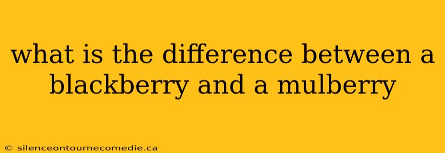 what is the difference between a blackberry and a mulberry