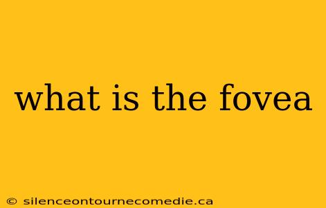 what is the fovea