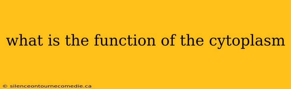 what is the function of the cytoplasm
