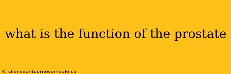 what is the function of the prostate