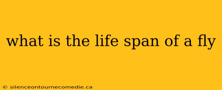 what is the life span of a fly