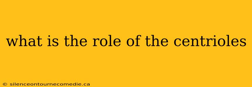 what is the role of the centrioles