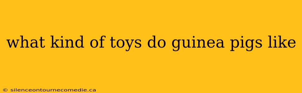 what kind of toys do guinea pigs like